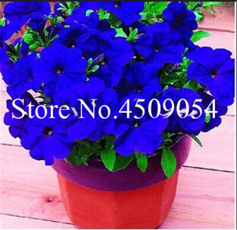 100 Pcs Hanging Petunia Seedsflower Blue Morning Glory Bonsai Rare