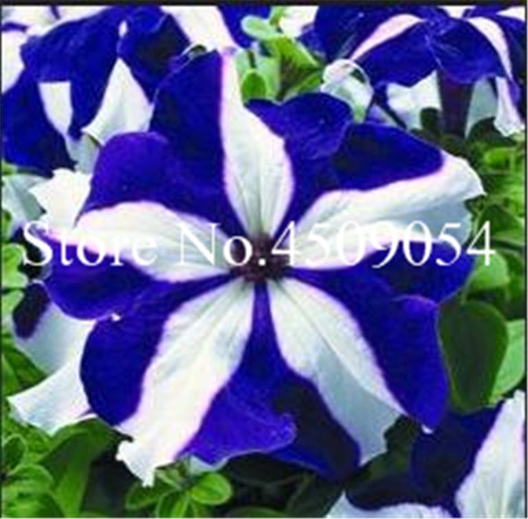 100 Pcs Hanging Petunia Seedsflower Blue Morning Glory Bonsai Rare