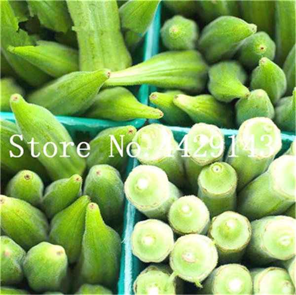 100pcs Gourmet Pleurotus Mushroom Organic Nutritious Delicious Huge Rare Green Vegetables For Gourmet Cooking - 2