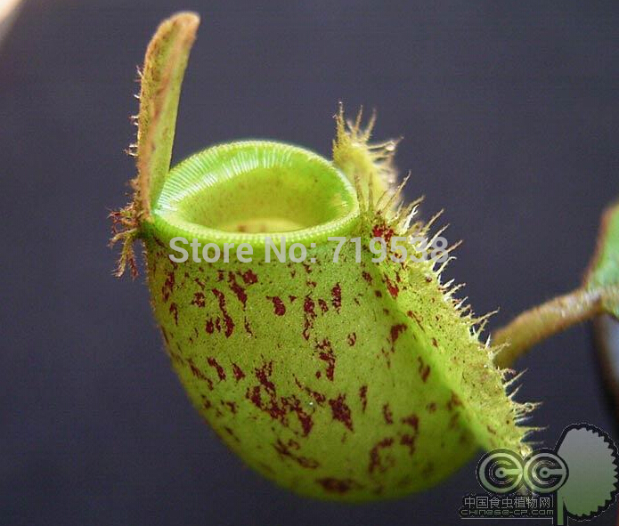 50pack Nepenthes Mosquitoeating Species Mixed Varieties Ideal For Indooroutdoor Spaces - 2