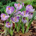 100 Pcs Netherlands Saffron Flower Bonsai Rare Beautiful Perennial Organic Garden Semillas Mixed Flowering Plants Sement - 6