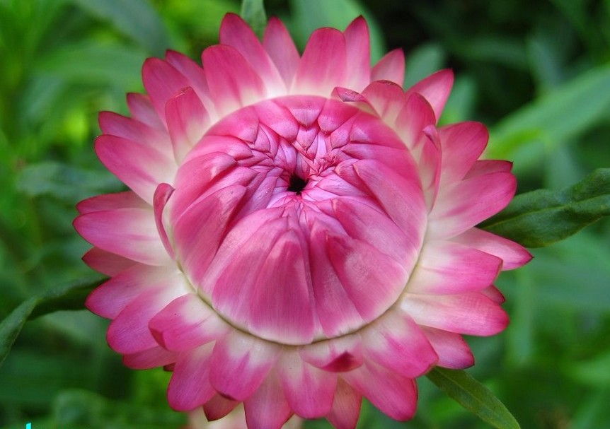Vibrant Chrysanthemum Flower Set Colorful Daisy Wax Seedlings Pack Of 20 For Indoor Horticulture - 5