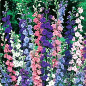 Flower Bonsai 100 Pcs Delphinium Mix Giant Cultorum Potted Garden Flowers Plant Hua Yan Cao - 2