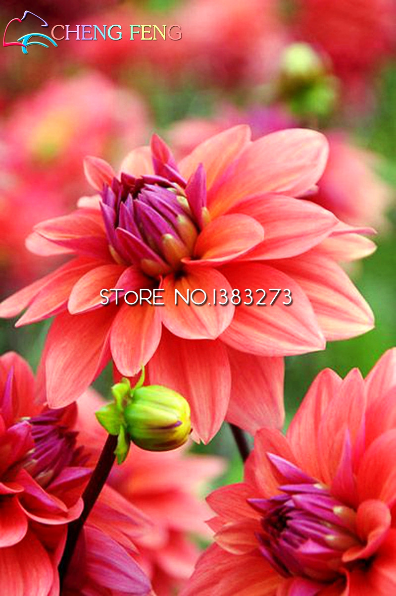 100pcs Dahlia Seeds In Vibrant Yellow Orange Red Colors Perfect For Landscaping And Outdoor Decor - 5