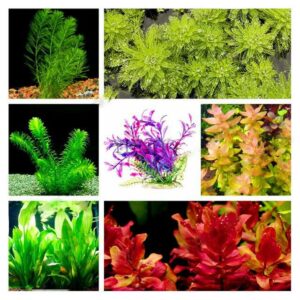 100pcsbag Mixed Species Water Plants Fish Tank Aquarium Grass Garden Bonsai
