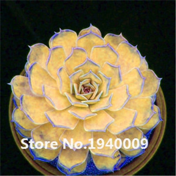 Exotic True Desert Rose Adenium Obesum Flowers 2pcs Air Purifier Indooroutdoor Decorative Potted Blooms - 4