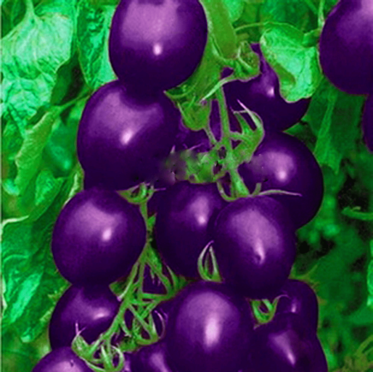Heirloom Purple Tomato Seeds Edible Variety