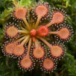 120 Pcs Mixed Carnivorous Plants Potted Flycatcher Bonsai Sundew Table Garden Venus Flytrap Planting Radiation Protect - 6