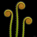 120 Pcs Mixed Carnivorous Plants Potted Flycatcher Bonsai Sundew Table Garden Venus Flytrap Planting Radiation Protect - 3