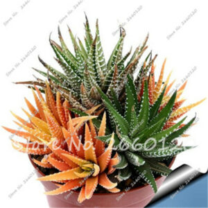 New! 20 Pcs Bag Colorful Cactus Rebutia Variety Mix Exotic Flowering Cacti Rare Aloe Mini Plant Succulent - 2