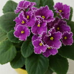 200 Pcs African Mini Bonsai Mixed Rare Flower Garden Potted Perennial Herb Indoor Plants Home Pot Planter - 6