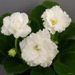 200 Pcs African Mini Bonsai Mixed Rare Flower Garden Potted Perennial Herb Indoor Plants Home Pot Planter - 5