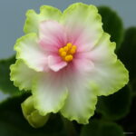 200 Pcs African Mini Bonsai Mixed Rare Flower Garden Potted Perennial Herb Indoor Plants Home Pot Planter - 4