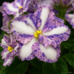 200 Pcs African Mini Bonsai Mixed Rare Flower Garden Potted Perennial Herb Indoor Plants Home Pot Planter - 3