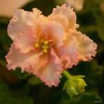 200 Pcs African Mini Bonsai Mixed Rare Flower Garden Potted Perennial Herb Indoor Plants Home Pot Planter - 2