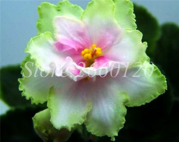 100pcs Rainbow Hybrida Petunia Flowers Blooms For Balcony Decoration Colorful Morning Glory Blossoms - 5