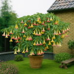 Promotion Pcs Mix Datura Flower Bonsai Dwarf Brugmansia Angel's Trumpets Planting Exotic Garden - 5
