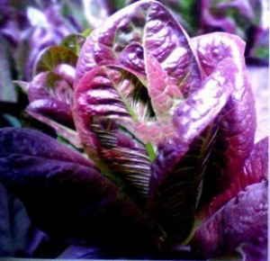 Lettuce Purple Red Wheat Bonsai Vegetables High Rapid Growth In Original Packaging 200pcs