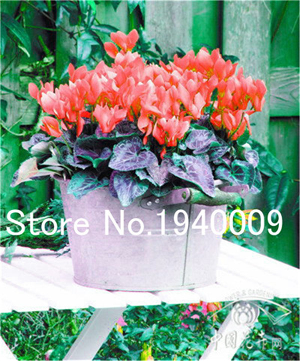 Cyclamen Flower Seeds 200 Pieces Chinese Blossom For Indoor Outdoor Beautification - 1