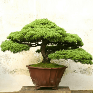 Tree Flores Bonsai Diy Home Garden Plant 50 Pcs