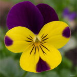 100 Pcs Beautiful Pansy Flower Mix Color Wavy Viola Tricolor Bonsai Potted Diy Home Amp Garden - 3