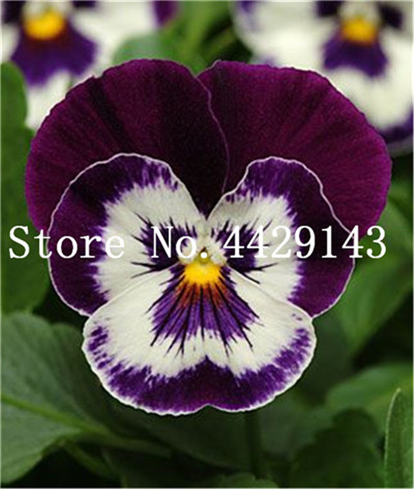 100 Pcs Vibrant Mixed Color Pansy Flower Wavy Viola Tricolor For Decorative Indoor Outdoor Spaces - 3