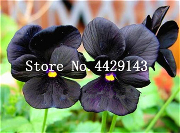 100 Pcs Vibrant Mixed Color Pansy Flower Wavy Viola Tricolor For Decorative Indoor Outdoor Spaces - 2