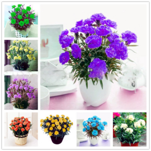 100pcs Carnation Bonsai Balcony Potted Courtyard Garden Plants Dianthus Caryophyllus Flower