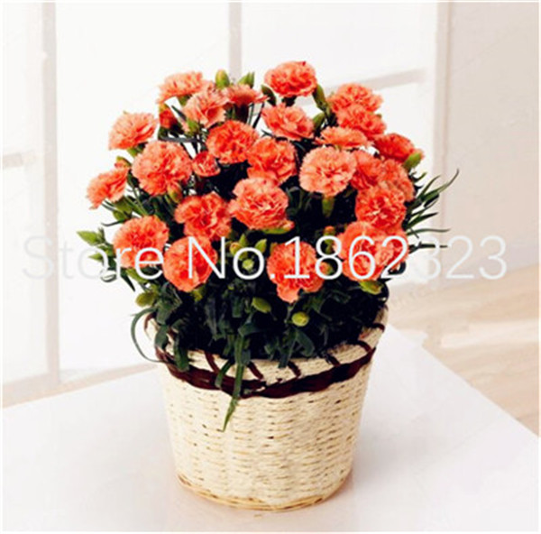 100pcs Dianthus Caryophyllus Carnation Ideal For Balcony And Courtyard Vibrant Potted Flowers - 1