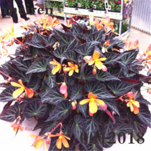 100 Pcsbag Begonia Bonsai Flower Plant Garden Terrace Color Leaf Potted Family Perennial Bonsais Planta - 2