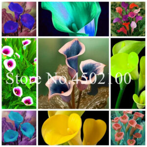 100 Pcs Calla Lily Bonsai Room Flowers Zantedeschia Aethiopica Outdoor Indoor Houseplants Garden Pot Plants Wedding