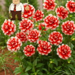 50 Pcsbag Dahlia Flower Bonsai Charming Not Bulbs High Germination Home Garden Potted Plan - 3