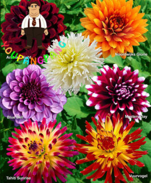 50 Pcsbag Dahlia Flower Bonsai Charming Not Bulbs High Germination Home Garden Potted Plan - 2