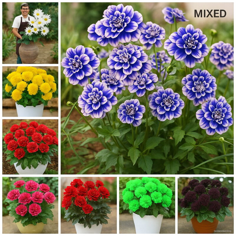50 Pcsbag Dahlia Flower Bonsai Charming Not Bulbs High Germination Home Garden Potted Plan