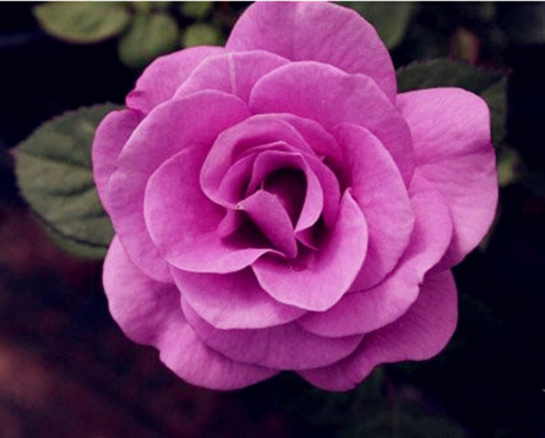 100pcs Purple Chinese Rose Seeds Free Shipping Worldwide