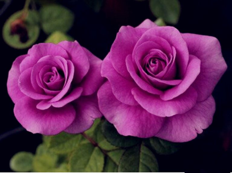 100pcs Purple Chinese Rose Seeds Free Shipping Worldwide