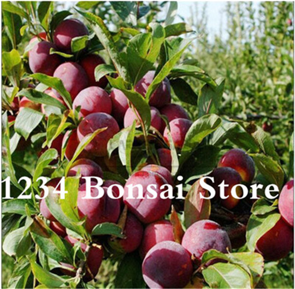 20 Pcs Gourmet Black Organic Sweet And Delicious Fruit Tree Seeds For Indoor Cultivation - 2