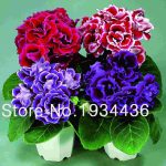 120 Pcs 10 Colors Can Be Choose Gloxinia Bonsai Perennial Flowering Plants Sinningia Speciosa Balcony Flower - 3