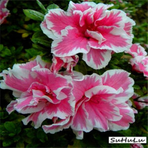100 Pcsbag Japanese Azalea Bonsairhododendron Flower Bonsai Tree Seedling Diy Plant Home Garden Easy To Grow - 2