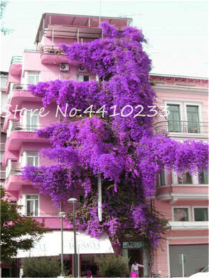 105 Pcs Climbing Bougainvillea Bonsai Potted Flower Garden Plant Budding Rate 95% Hardy Mixed Colors - 2