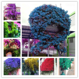 105 Pcs Climbing Bougainvillea Bonsai Potted Flower Garden Plant Budding Rate 95% Hardy Mixed Colors