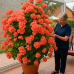 100 Pcspack Rare Color Climbing Geranium Bonsai Perennial Flower Tree Plant Indoor Rooms Potted Elegant - 4