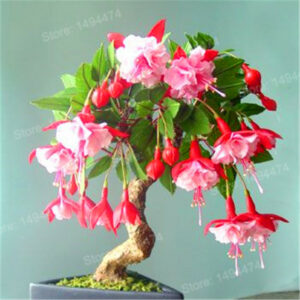 200pcs Mixed Color Mini Fuchsia Bonsai Begonia Flowers Indoor Miniature Perennial Flores - 2