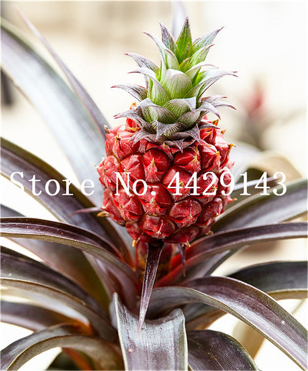 Exotic Dwarf Pineapple Tree Seeds100 Pcsbag Unique Indooroutdoor Tropical Fruit Decoration - 3