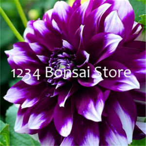 100pcs Dahlia Bonsai Chinese Rare Flower Beautiful Perennial Indoor Outdoor Flowers Plant Home Garden Plants Easy To Grow - 2