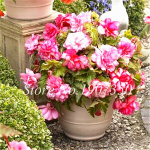 50 Pcsbag Bonsai Mixed Rieger Begonias Beautiful Multi-flap Flower Home Mini Garden Potted Planting - 2