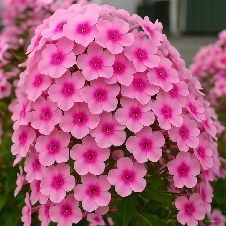 Sale! 200pcs Mixed Color Phlox Plant Drummondii Cuspidata Flower Flores ...