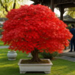 20 Pcs Pack Japanese Red Maple Rare Rainbow Color Beautiful Japan Plants Garden Watch Bonsai Tree - 4