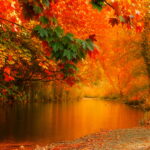 20 Pcs Pack Japanese Red Maple Rare Rainbow Color Beautiful Japan Plants Garden Watch Bonsai Tree - 3