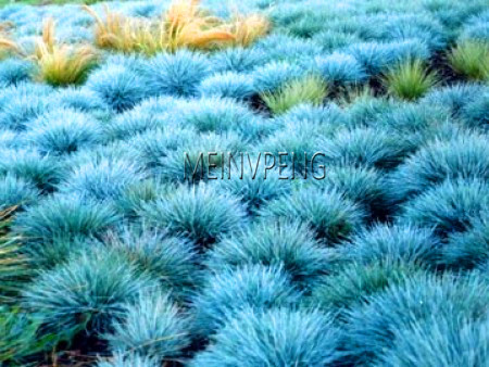 Blue Fescue Grass Ornamental Rare Perennial Flower For Patio Balcony Indoors Outdoors - 2